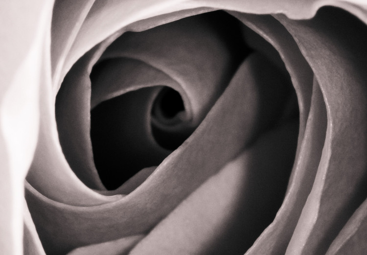 Poster Rose Whirl - pattern imitating the appearance of a rose in an infinite swirl 122282 additionalImage 9
