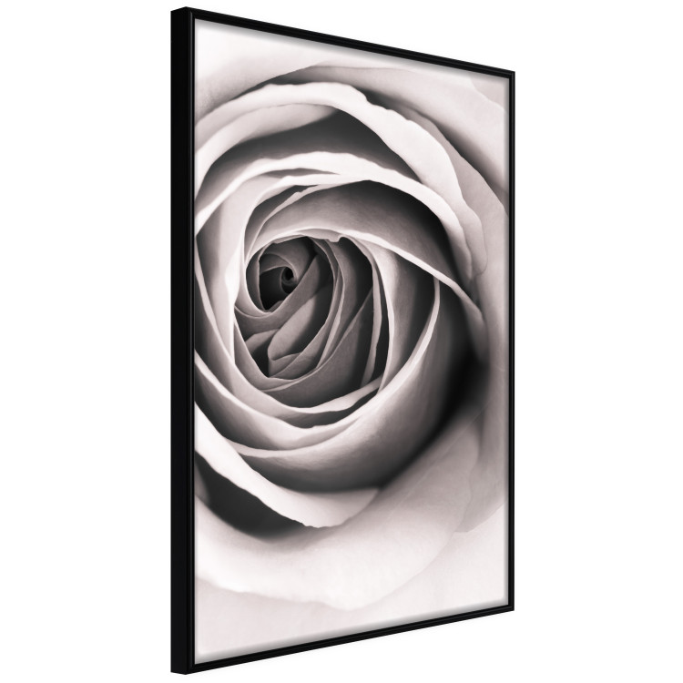 Poster Rose Whirl - pattern imitating the appearance of a rose in an infinite swirl 122282 additionalImage 12