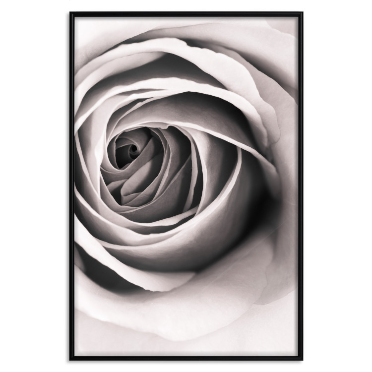 Poster Rose Whirl - pattern imitating the appearance of a rose in an infinite swirl 122282 additionalImage 24