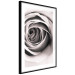 Poster Rose Whirl - pattern imitating the appearance of a rose in an infinite swirl 122282 additionalThumb 11