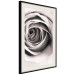 Poster Rose Whirl - pattern imitating the appearance of a rose in an infinite swirl 122282 additionalThumb 3