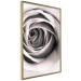 Poster Rose Whirl - pattern imitating the appearance of a rose in an infinite swirl 122282 additionalThumb 12