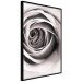 Poster Rose Whirl - pattern imitating the appearance of a rose in an infinite swirl 122282 additionalThumb 10