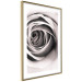 Poster Rose Whirl - pattern imitating the appearance of a rose in an infinite swirl 122282 additionalThumb 8