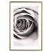 Poster Rose Whirl - pattern imitating the appearance of a rose in an infinite swirl 122282 additionalThumb 16