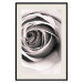 Poster Rose Whirl - pattern imitating the appearance of a rose in an infinite swirl 122282 additionalThumb 18