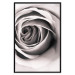 Poster Rose Whirl - pattern imitating the appearance of a rose in an infinite swirl 122282 additionalThumb 18