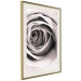 Poster Rose Whirl - pattern imitating the appearance of a rose in an infinite swirl 122282 additionalThumb 2