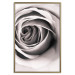 Poster Rose Whirl - pattern imitating the appearance of a rose in an infinite swirl 122282 additionalThumb 16