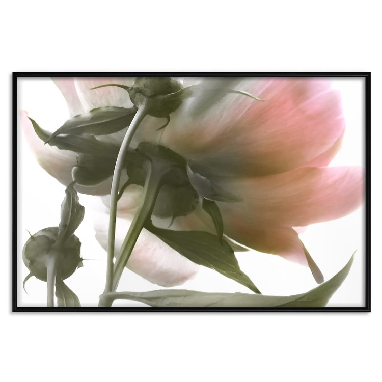 Wall Poster Her Majesty - pink peony petals with a green branch on a white background 122682 additionalImage 24