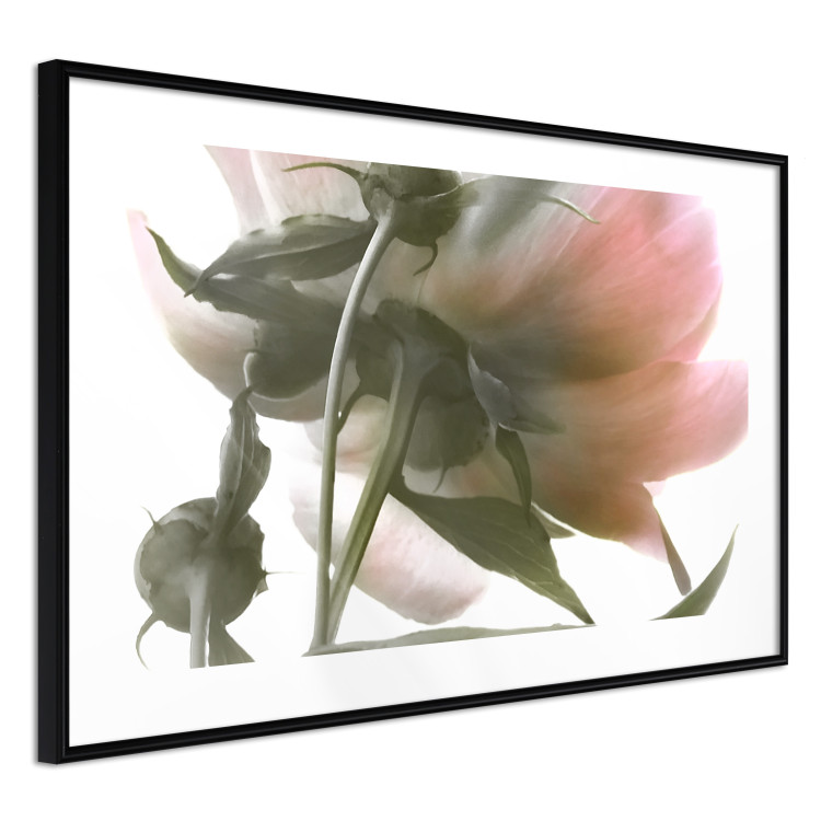 Wall Poster Her Majesty - pink peony petals with a green branch on a white background 122682 additionalImage 13