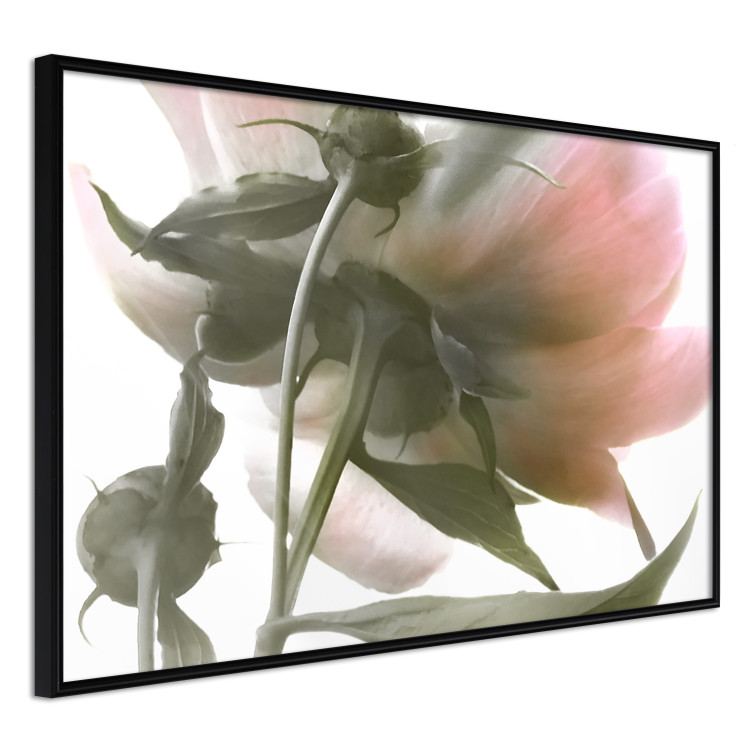 Wall Poster Her Majesty - pink peony petals with a green branch on a white background 122682 additionalImage 12