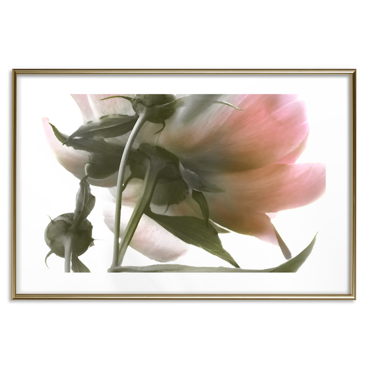 Wall Poster Her Majesty - pink peony petals with a green branch on a white background 122682 additionalImage 16