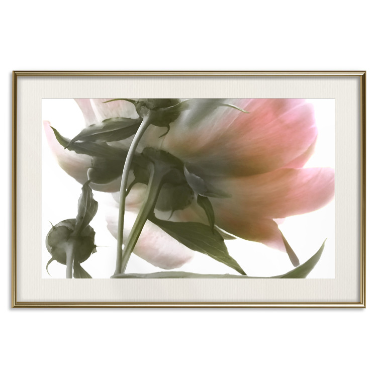 Wall Poster Her Majesty - pink peony petals with a green branch on a white background 122682 additionalImage 19