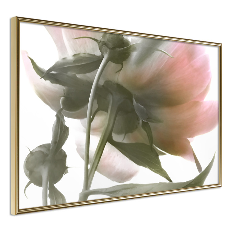 Wall Poster Her Majesty - pink peony petals with a green branch on a white background 122682 additionalImage 11