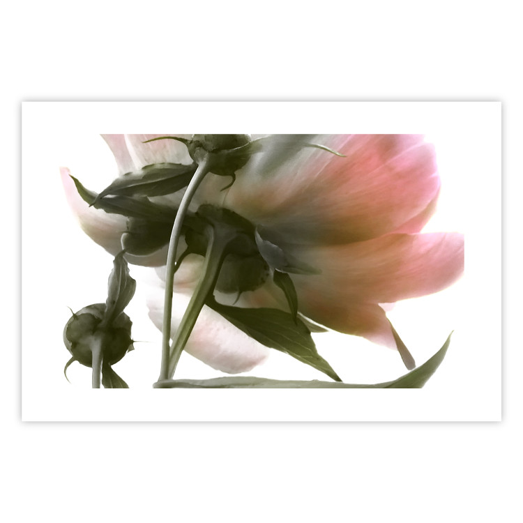 Wall Poster Her Majesty - pink peony petals with a green branch on a white background 122682 additionalImage 25