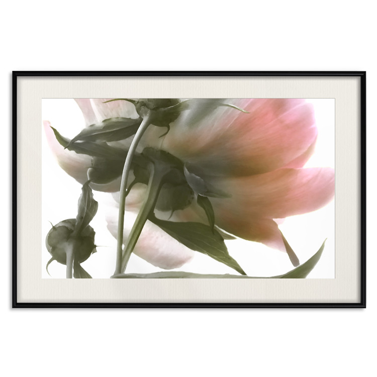 Wall Poster Her Majesty - pink peony petals with a green branch on a white background 122682 additionalImage 18