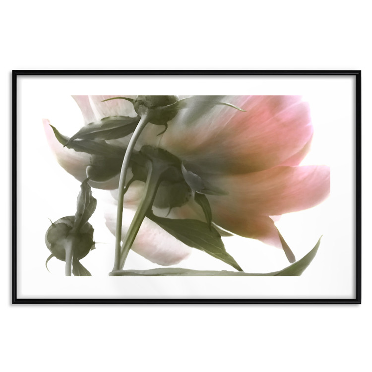 Wall Poster Her Majesty - pink peony petals with a green branch on a white background 122682 additionalImage 17