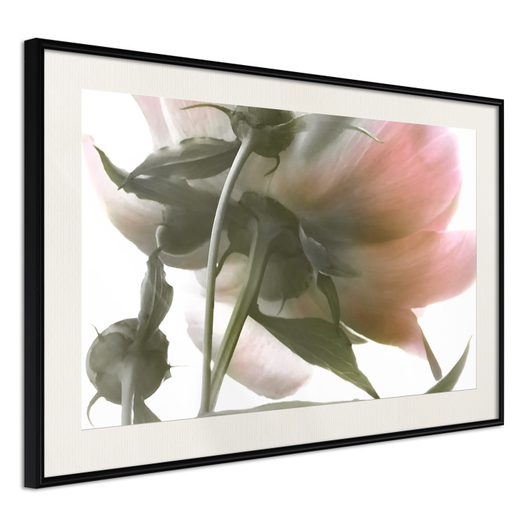 Wall Poster Her Majesty - pink peony petals with a green branch on a white background 122682 additionalImage 14