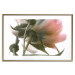 Wall Poster Her Majesty - pink peony petals with a green branch on a white background 122682 additionalThumb 16