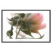 Wall Poster Her Majesty - pink peony petals with a green branch on a white background 122682 additionalThumb 15