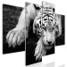 Canvas Art Print Menacing Look (4-part) - second variant - white cat in nature 128782 additionalThumb 2