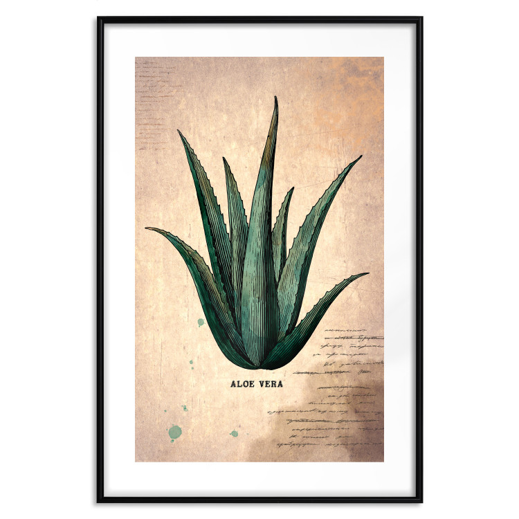 Wall Poster Herbarium Page - vintage composition with green plant on brown background 129382 additionalImage 15