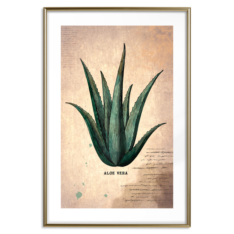 Wall Poster Herbarium Page - vintage composition with green plant on brown background 129382 additionalImage 16
