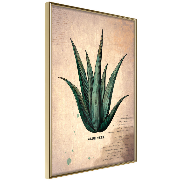 Wall Poster Herbarium Page - vintage composition with green plant on brown background 129382 additionalImage 14