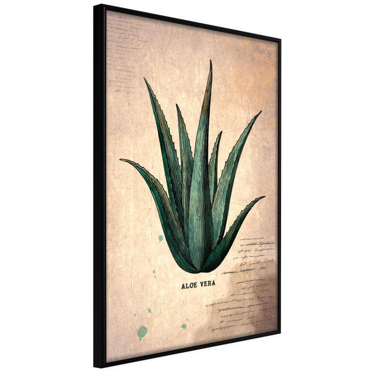 Wall Poster Herbarium Page - vintage composition with green plant on brown background 129382 additionalImage 11
