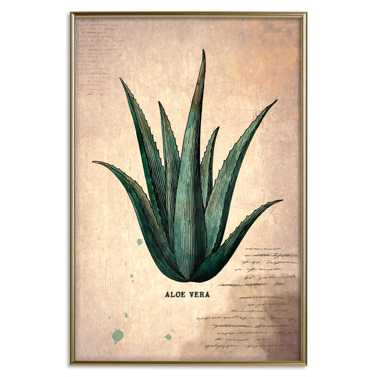 Wall Poster Herbarium Page - vintage composition with green plant on brown background 129382 additionalImage 19