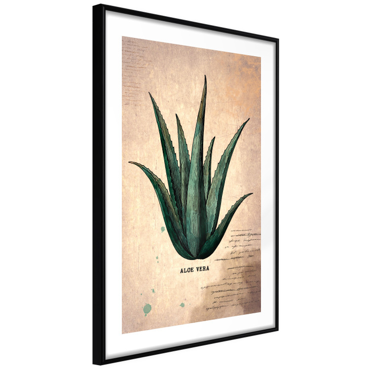 Wall Poster Herbarium Page - vintage composition with green plant on brown background 129382 additionalImage 6