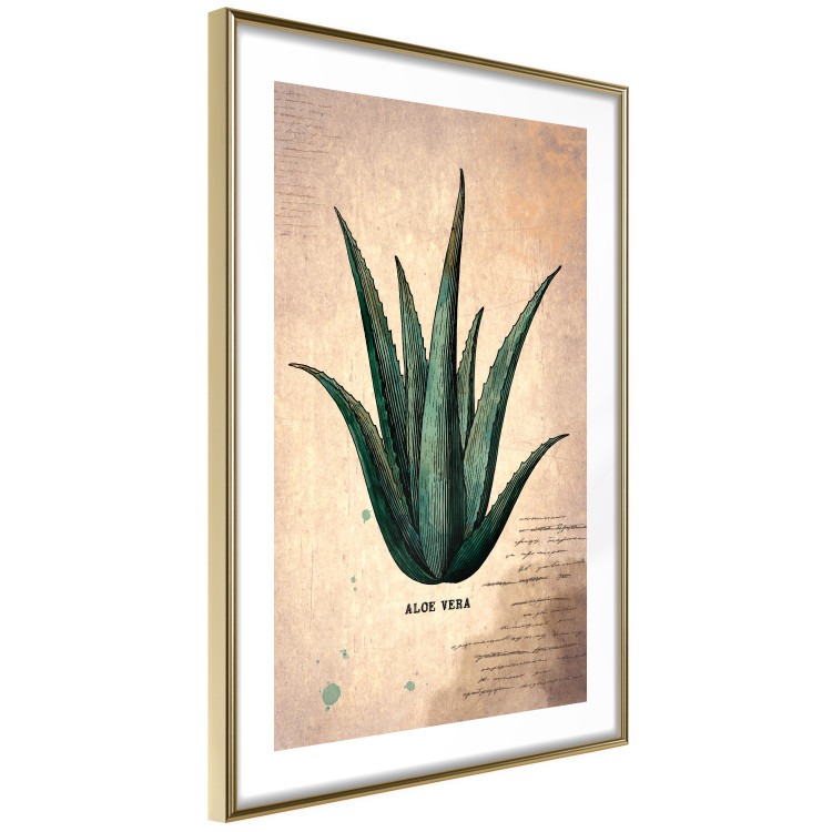 Wall Poster Herbarium Page - vintage composition with green plant on brown background 129382 additionalImage 9