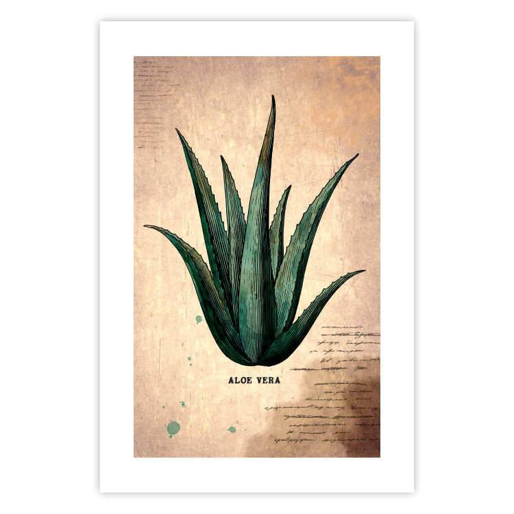 Wall Poster Herbarium Page - vintage composition with green plant on brown background 129382 additionalImage 23