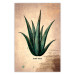Wall Poster Herbarium Page - vintage composition with green plant on brown background 129382