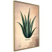 Wall Poster Herbarium Page - vintage composition with green plant on brown background 129382 additionalThumb 14