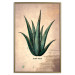 Wall Poster Herbarium Page - vintage composition with green plant on brown background 129382 additionalThumb 19