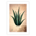 Wall Poster Herbarium Page - vintage composition with green plant on brown background 129382 additionalThumb 17