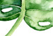 Wall Poster Watercolor Monstera - a simple composition with a green plant leaf 136382 additionalThumb 19