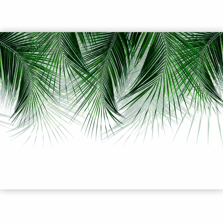 Photo Wallpaper Under a Tropical Plant - Branchy Palm Twigs With Green Leaves 145182 additionalImage 5