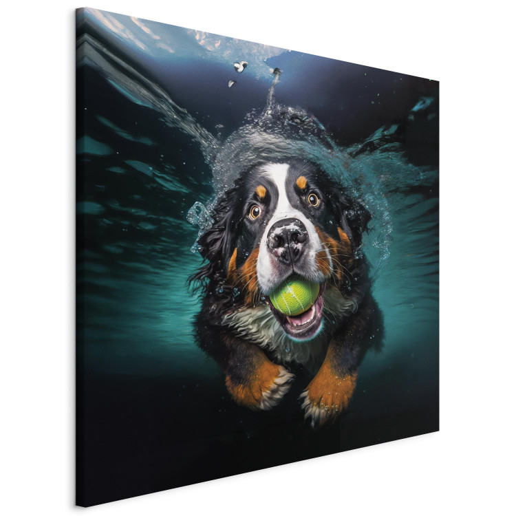 Canvas Art Print AI Bernese Mountain Dog - Floating Animal With a Ball in Its Mouth - Square 150182 additionalImage 2
