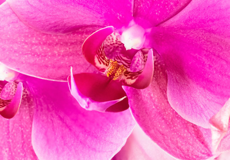 Canvas Print Ethereal orchid - pink 58482 additionalImage 5