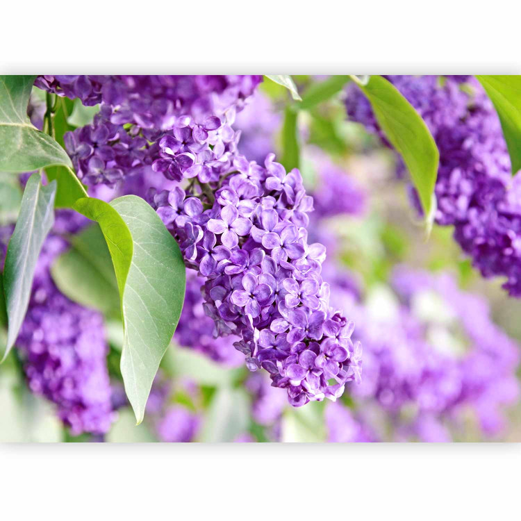 Photo Wallpaper Spring Dream - Close-up of Spring with Flowers and Leaves of Elder 60682 additionalImage 5
