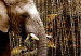 Print On Glass Brown Elephants [Glass] 92382 additionalThumb 6