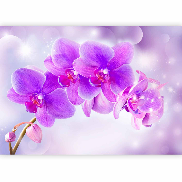 Wall Mural Purple orchids - floral motif on a background with light glow effect 106592 additionalImage 5