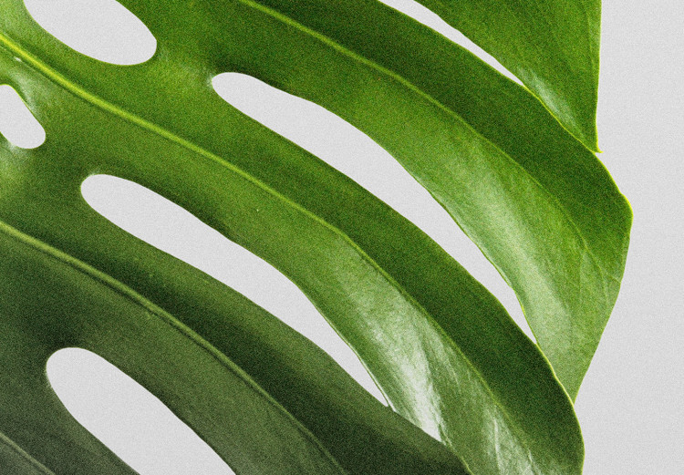 Poster Monstera Leaf - Green tropical plant and gray seaside landscape 114392 additionalImage 9