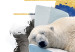 Poster Polar Bear - sleeping winter animal amidst ice on white background 123992 additionalThumb 6