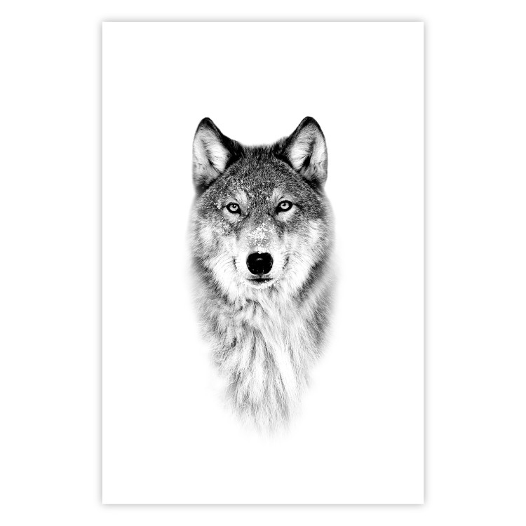 Poster Snowy Wolf - black and white portrait of a wolf on a bright contrasting background 126292 additionalImage 19