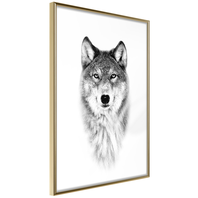Poster Snowy Wolf - black and white portrait of a wolf on a bright contrasting background 126292 additionalImage 14