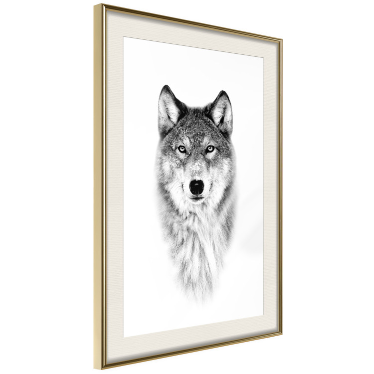 Poster Snowy Wolf - black and white portrait of a wolf on a bright contrasting background 126292 additionalImage 3
